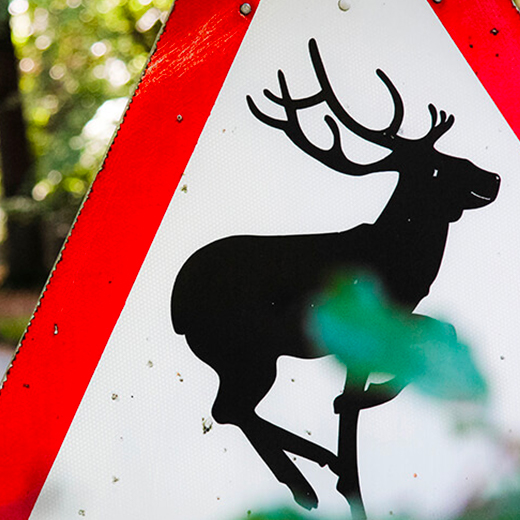 Collision avec un animal : fonctionnement de l'assurance auto - MAIF