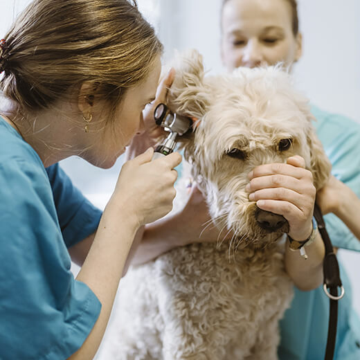 Prix consultation vétérinaire : combien prévoir pour votre chien ou votre chat ? 