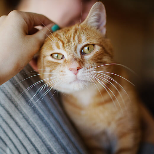 Maladies fréquentes du chat : symptômes et prévention