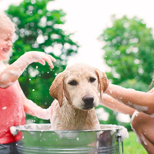 responsabilité civile chien